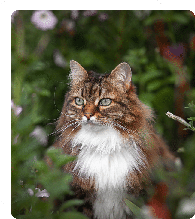 Affordable Vet Clinic in Ladera Ranch, CA. affordable veterinarian