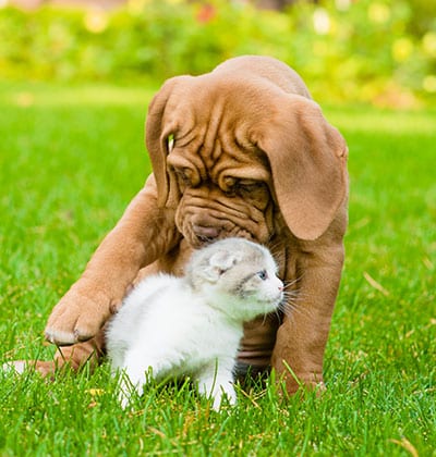 Affordable Vet Clinic in Laguna Woods, CA. affordable veterinarian