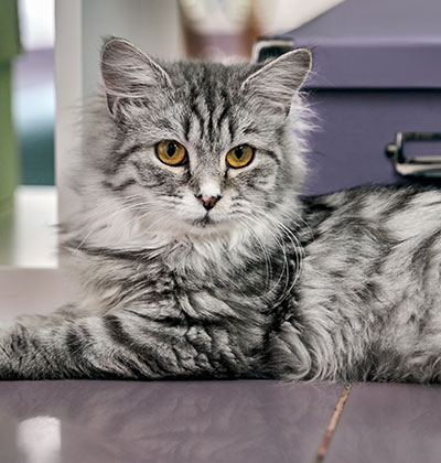 Affordable Vet Clinic in Rancho Santa Margarita, CA. affordable veterinarian