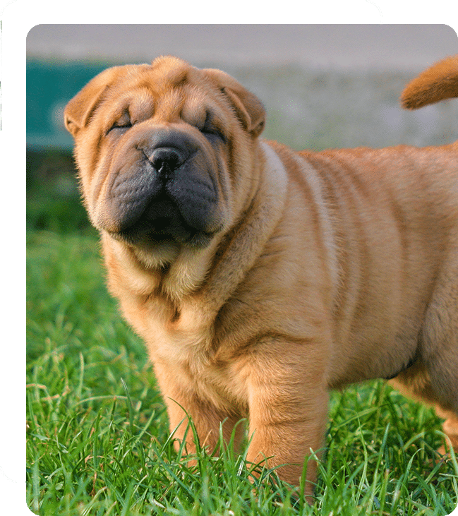 Affordable Vet Clinic in Rancho Santa Margarita, CA. affordable veterinarian