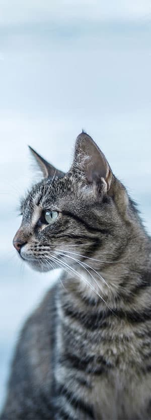 Affordable Vet Clinic in Rancho Santa Margarita, CA. affordable veterinarian