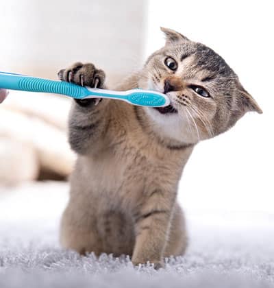 A brown tabby kitten playfully bites and holds a blue toothbrush with its paws while sitting on a soft, light-colored surface—perfect for a heartwarming blog photo.