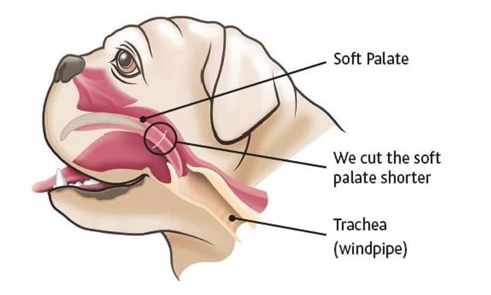 French Bulldog recovering after BOAS surgery in veterinary clinic in Orange County, CA