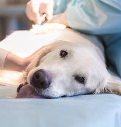 A dog lies calmly on its side on a surgical table, ready for a procedure. A person in a blue gown tends to the dog, their focus evident. The dog's tongue peeks out slightly, adding a touch of warmth to this veterinary blog scene.