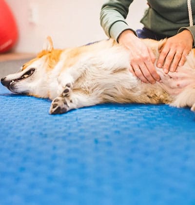 A person gently massages the belly of a relaxed, happy dog lying on a blue cushioned mat. The dog, with its vibrant orange and white coat, seems to be enjoying the blog-worthy moment of pure bliss and attention.