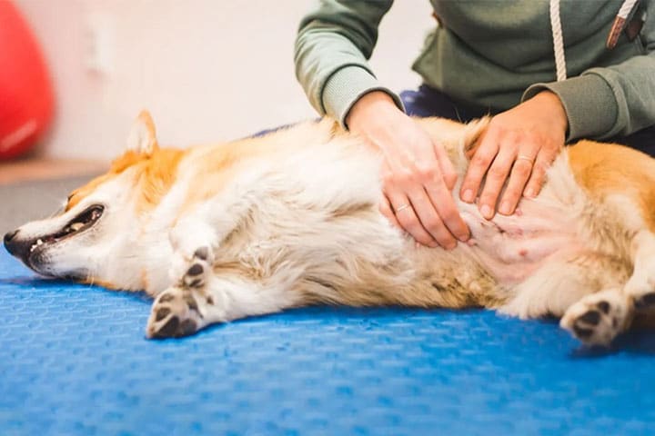 A person is gently massaging the belly of a relaxed corgi lying on its side on a blue mat. The corgi looks content with its eyes partially closed.