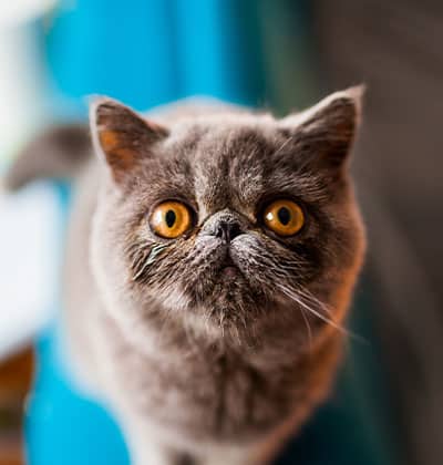Cat Spay and Neuter near Irvine, CA veterinary clinic Cat spay and neuter vet clinic male and female surgical pet procedure