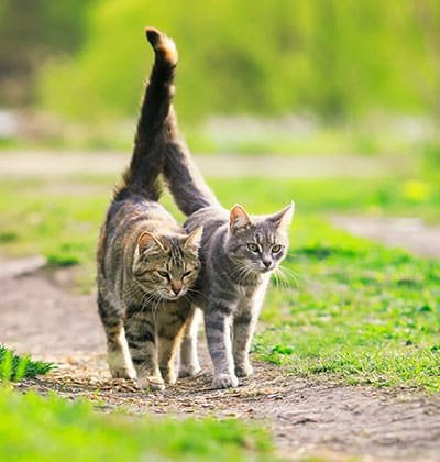 Cat Spay and Neuter near Tustin, CA veterinary clinic Cat spay and neuter vet clinic male and female surgical pet procedure
