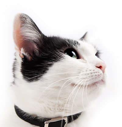 cat spay and neuter cap neuter clinic cat neuter procedure mal cat neuter