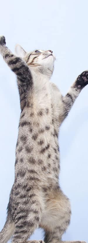 cat spay and neuter cap neuter clinic cat neuter procedure mal cat neuter