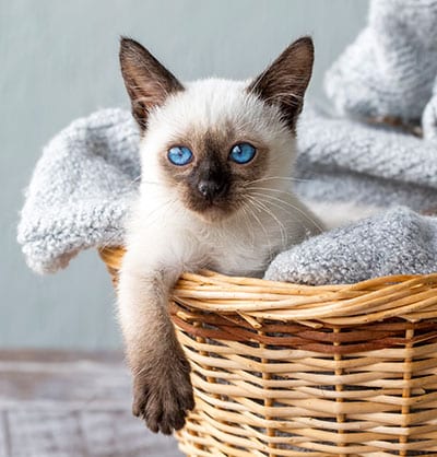 A Siamese kitten with striking blue eyes rests in a woven basket lined with a soft, gray blanket. The kitten's front paw dangles over the basket's edge as it gazes forward, perhaps dreaming of its next visit to the vet. The setting appears cozy and warm.