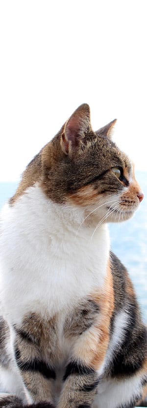 cat spay and neuter