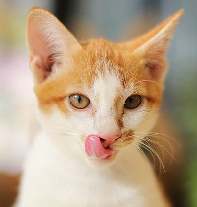 Cat Teeth Cleaning near Irvine, CA veterinary clinic Affordable cat Dental Cleaning vet clinic cat dentist