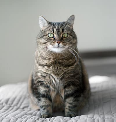 Cat Teeth Cleaning near Tustin, CA veterinary clinic Affordable cat Dental Cleaning vet clinic cat dentist.