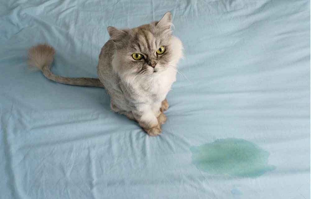 cat urinary tract infection uti causes symptoms and treatment