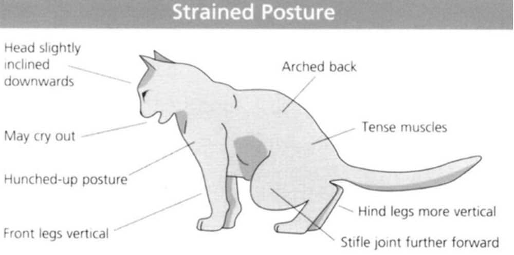 cat urinary tract infection uti causes symptoms and treatment