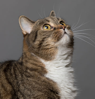 Cat Vaccinations near Tustin, CA veterinary clinic cat vaccine clinic vet clinic essential cat shots pet vaccination