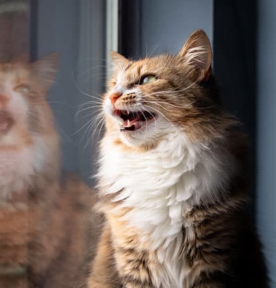 Cat Vaccinations near Tustin, CA veterinary clinic cat vaccine clinic vet clinic essential cat shots pet vaccination