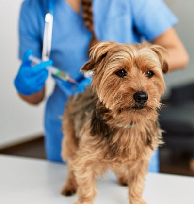 A small brown dog stands on a veterinary exam table while a vet in blue scrubs and gloves prepares an injection in the background.