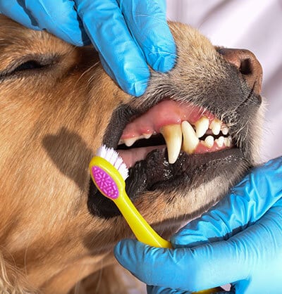 dog Teeth Cleaning Pets dental care, pet Dental Cleaning, pet Dentistry, dog Teeth Cleaning, cat teeth cleaning dog dentist Bliss Animal Hospital, Lake Forest, CA