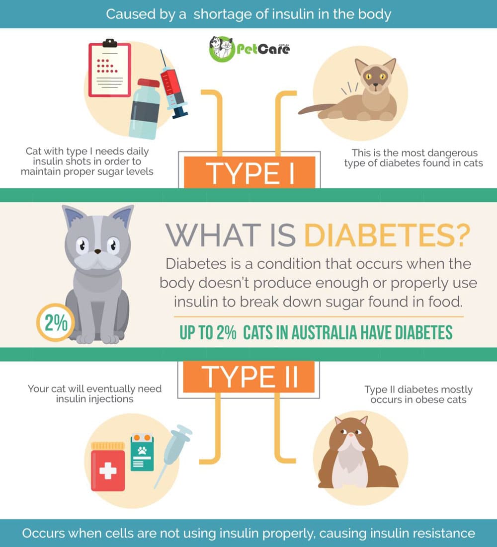 Infographic explaining diabetes in cats. Top: Type I diabetes, due to insulin shortage, with a syringe image. Middle: Description of diabetes with a cat icon. Bottom: Type II diabetes, related to insulin resistance, featuring a cat image.