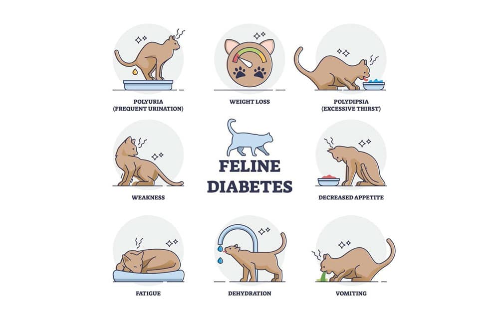 Infographic titled "Feline Diabetes" with eight illustrated symptoms: polyuria (frequent urination), weight loss, polydipsia (excessive thirst), weakness, decreased appetite, fatigue, dehydration, and vomiting. Central silhouette of a cat.