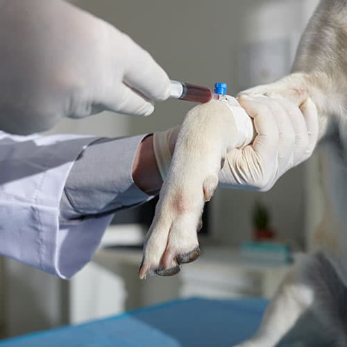 A veterinarian wearing gloves draws blood from a dog's front leg using a syringe, while gently holding the dog's paw.