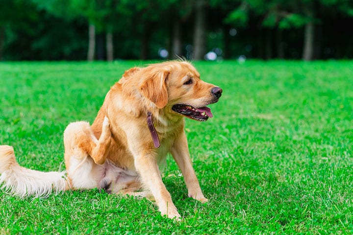 A golden retriever sits on a lush green lawn, scratching its ear with its hind leg. The dog looks relaxed, with its tongue out slightly. A blurred backdrop of trees is visible in the background.