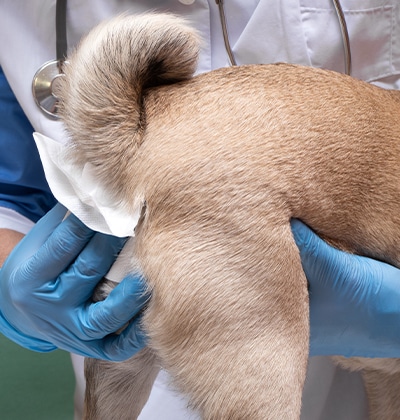 A veterinarian, possibly composing a blog on pet care, is seen wearing blue gloves as they use a tissue to clean a pug's hind area. The dog, with its curly tail and light brown fur, stands calmly. Part of the vet's white coat and stethoscope is also visible.