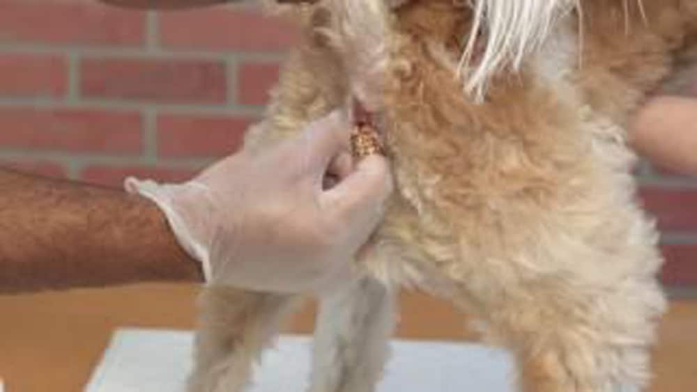 A person wearing gloves examines the abdomen of a fluffy dog with light brown fur. Another person gently holds the dog's front paws. The background features a brick wall.