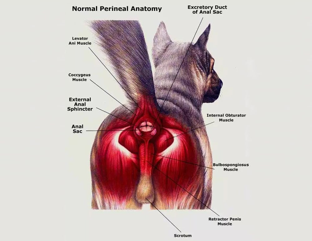 Illustration of a dog's perineal anatomy, highlighting the muscles and structures: levator ani, coccygeus, external anal sphincter, anal sac, scrotum, excretory duct of anal sac, internal obturator, bulbospongiosus, retractor penis.