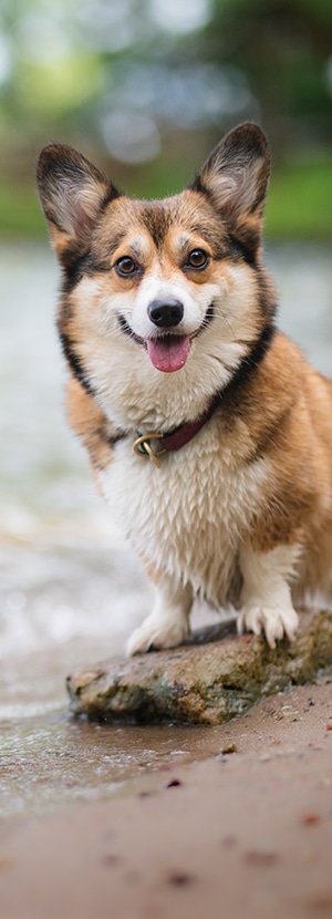 dog beach orange county dog parks in orange county dog friendly beaches orange county dog friendly places orange county