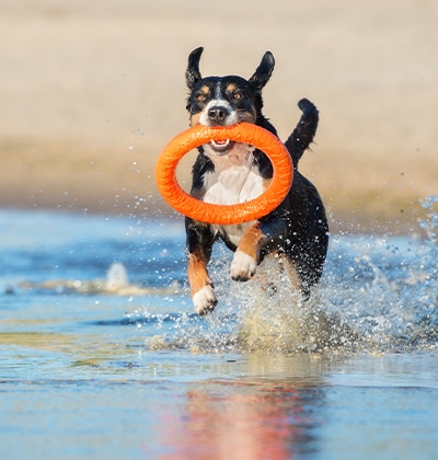 dog beach orange county dog parks in orange county dog friendly beaches orange county dog friendly places orange county