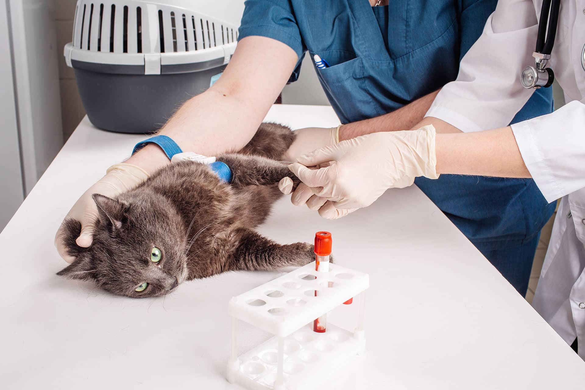 A gray cat lies on a veterinary exam table while two gloved vets draw blood from its leg. A test tube rack with a blood sample and a pet carrier are visible in the background.