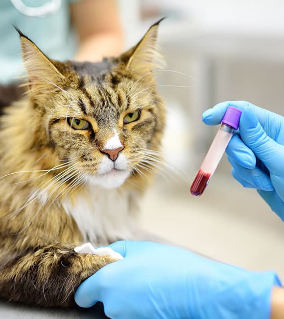 At an affordable vet clinic, a veterinarian wearing blue gloves holds a cat's leg while showing a blood sample in a vial. The brown and white cat looks forward calmly during the examination.