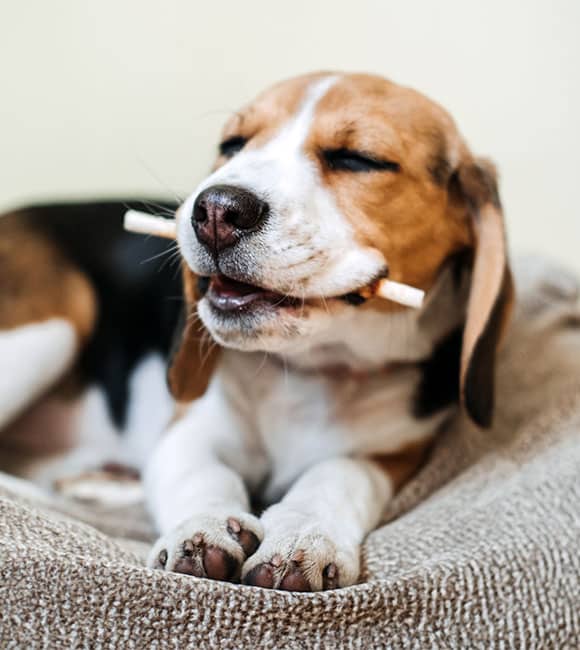 A relaxed beagle dog lies on a soft, beige blanket with its eyes closed, happily chewing on a stick for natural dog teeth cleaning.