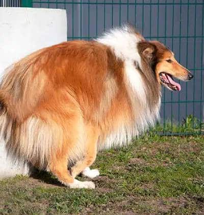 A long-haired collie dog is squatting on grass near a white wall and a green metal fence, appearing to defecate, with its mouth open and tongue out—perfect for a lighthearted blog photo.