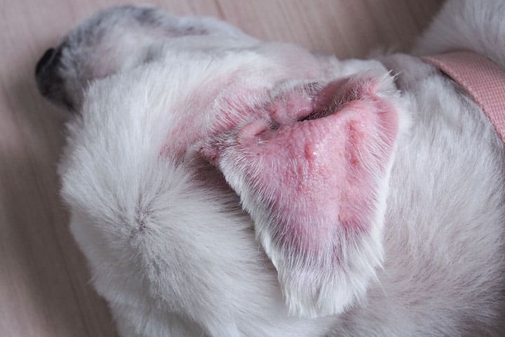 Close-up of a white dog lying down, showing its ear with red, irritated skin. The ear appears inflamed, contrasting with the surrounding white fur. The dog is wearing a light pink collar.