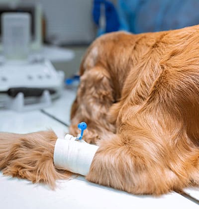 On a veterinary examination table, a golden-brown dog rests with its leg carefully bandaged and an IV catheter in place. Blurred medical equipment in the background underscores the clinic setting—a scene that could easily be featured in a pet care blog.