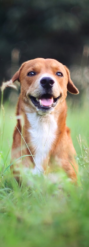 dog friendly places in orange county CA dog friendly malls in orange county dog friendly beaches orange county
