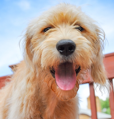 dog friendly places in orange county CA dog friendly malls in orange county dog friendly beaches orange county