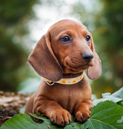 dog friendly places in orange county CA dog friendly malls in orange county dog friendly beaches orange county