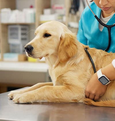 A golden retriever lies on an examination table as a veterinarian, wearing a blue scrub and modern smartwatch, listens to the dog's heartbeat with a stethoscope. Perfect for any pet health blog, the background features shelves stocked with essential medical supplies.