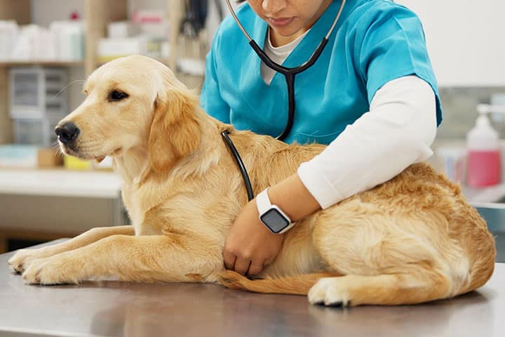 A veterinarian wearing a blue scrub top and using a stethoscope examines a golden retriever lying on a metal table in a clinic setting. Shelves and containers are visible in the background.