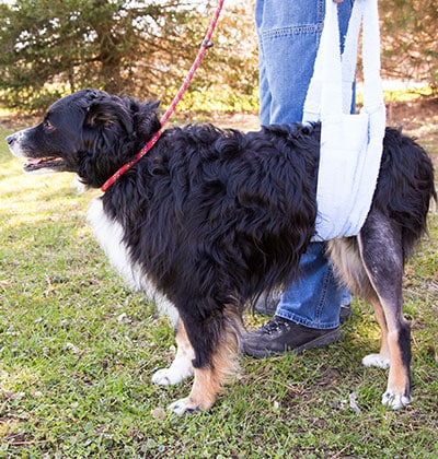 A person with a dog on a leash, perfect for a blog about daily walks and pet companionship.