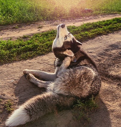 A Siberian Husky with a thick, fluffy coat lies on a dirt path, scratching its neck with a hind leg. Sunlight bathes the scene in warmth, while green grass borders the path—perfect for a blog about outdoor adventures with dogs.