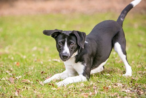 Dog Spay and Neuter near Rancho Santa Margarita, CA veterinary clinic dog spay and neuter vet clinic male and female surgical pet procedure