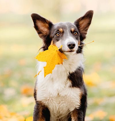 Dog Teeth Cleaning near Irvine, CA veterinary clinic Affordable Dog Dental Cleaning vet clinic dog dentist