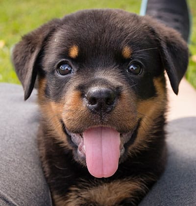 Dog Teeth Cleaning near Tustin, CA veterinary clinic Affordable Dog Dental Cleaning vet clinic dog dentist