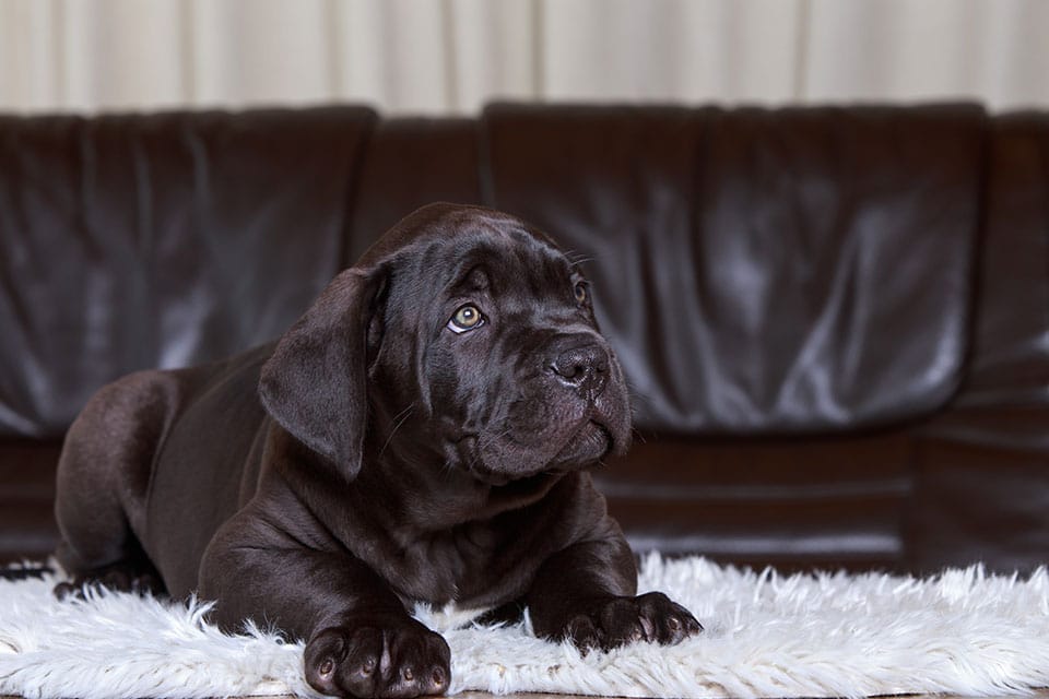 Dog Teeth Cleaning near Tustin, CA veterinary clinic Affordable Dog Dental Cleaning vet clinic dog dentist